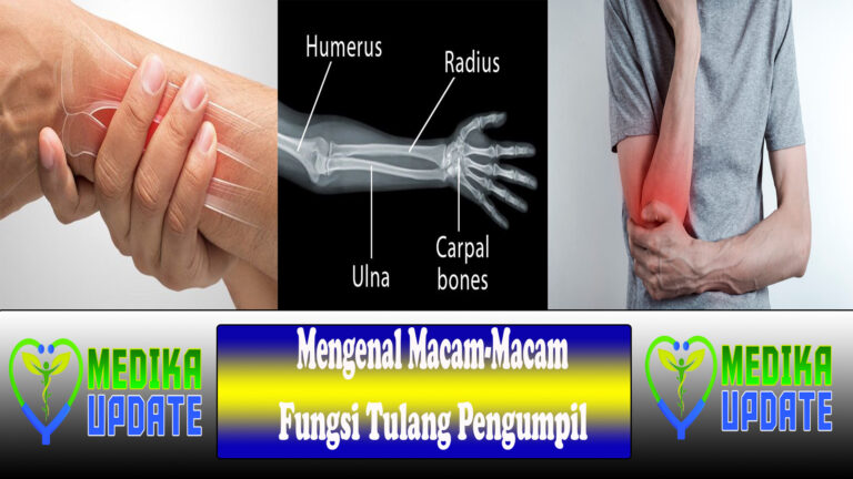 Mengenal Macam-Macam Fungsi Tulang Pengumpil