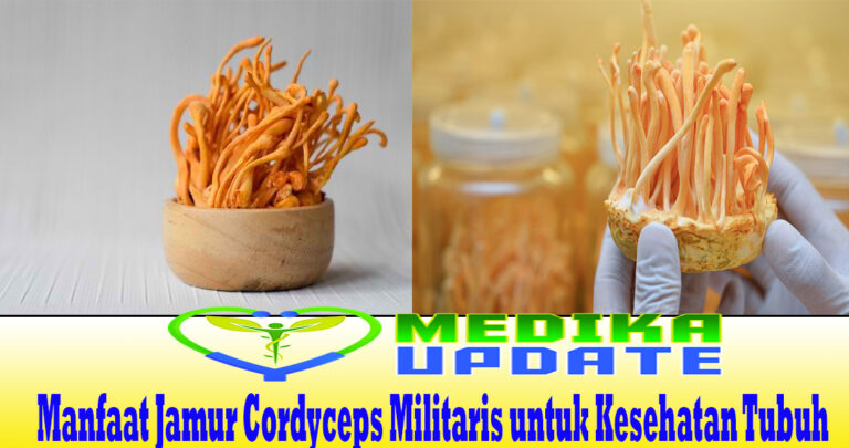 Manfaat Jamur Cordyceps Militaris untuk Kesehatan Tubuh